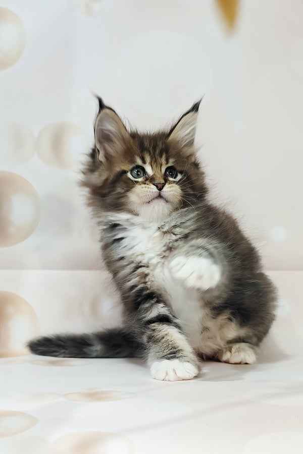 Business | Maine Coon Kitten