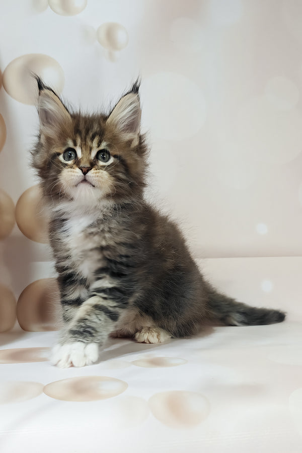 Business | Maine Coon Kitten