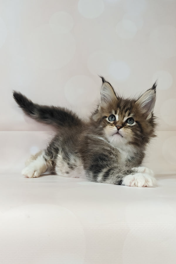 Business | Maine Coon Kitten