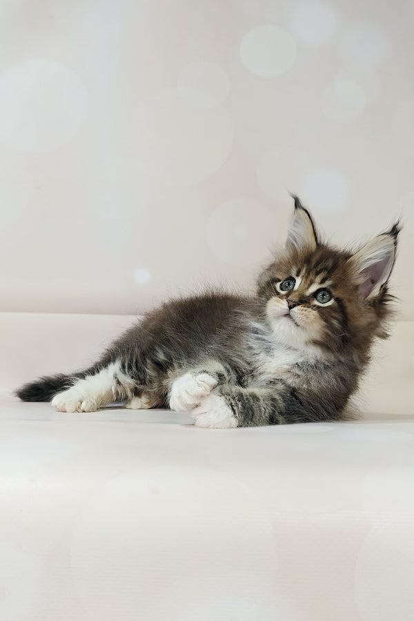 Business | Maine Coon Kitten