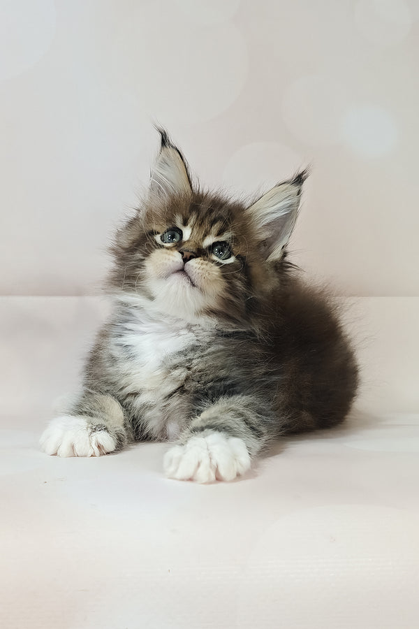 Business | Maine Coon Kitten