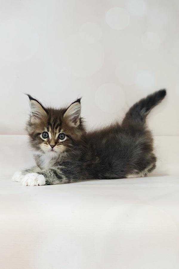 Business | Maine Coon Kitten