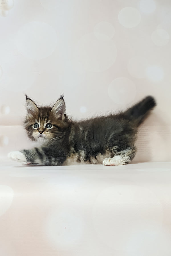 Business | Maine Coon Kitten