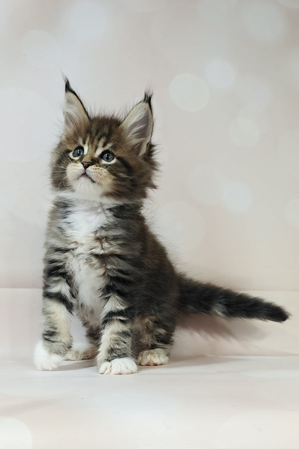 Business | Maine Coon Kitten