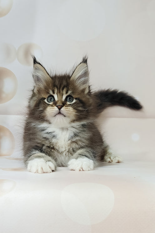Business | Maine Coon Kitten
