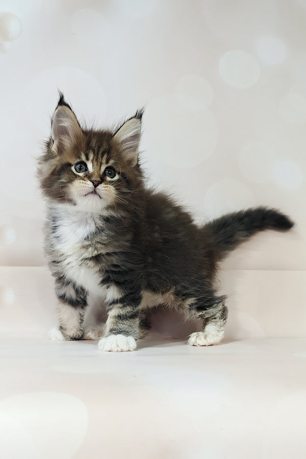 Business | Maine Coon Kitten