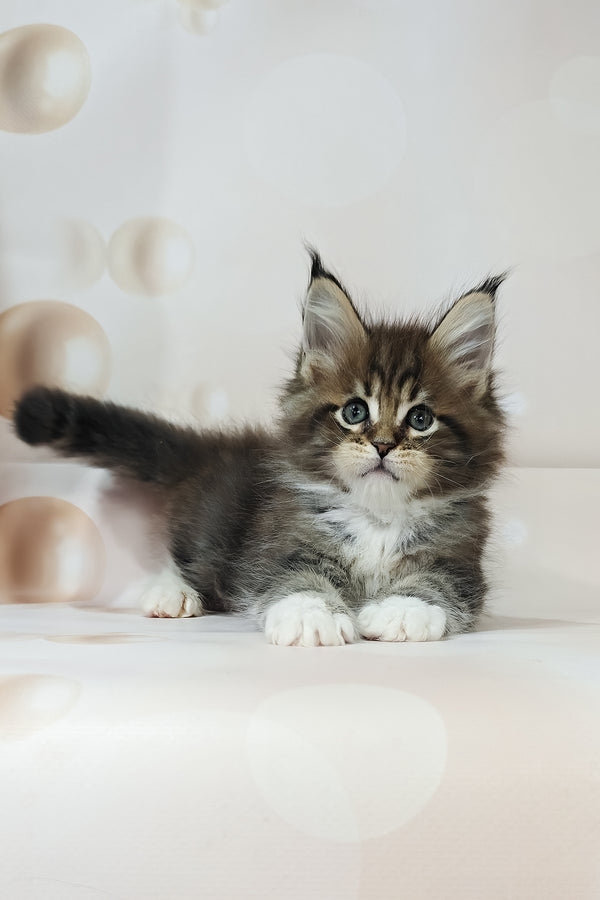 Business | Maine Coon Kitten