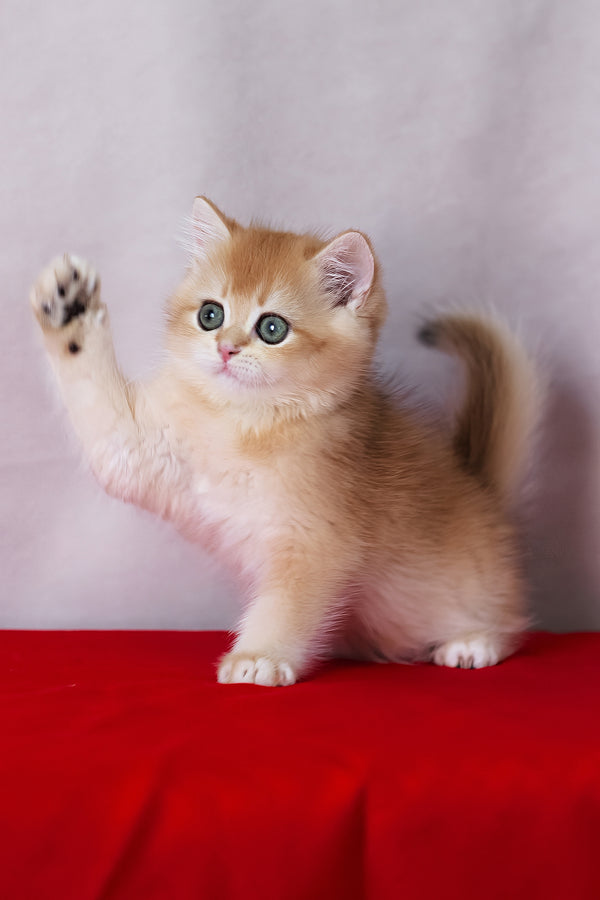 Byron | British Shorthair Kitten