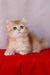 Byron | British Shorthair Kitten