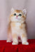 Byron | British Shorthair Kitten