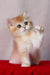 Byron | British Shorthair Kitten