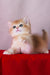 Byron | British Shorthair Kitten
