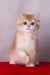 Byron | British Shorthair Kitten