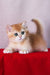 Byron | British Shorthair Kitten