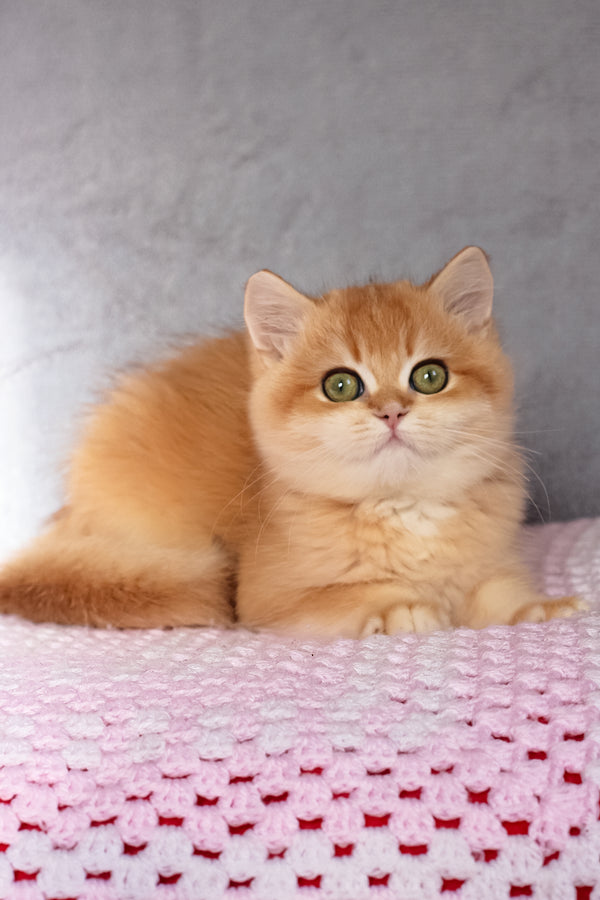 Byron | British Shorthair Kitten