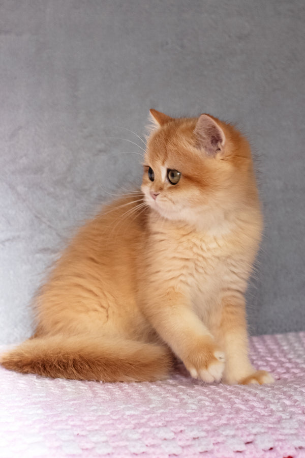 Byron | British Shorthair Kitten