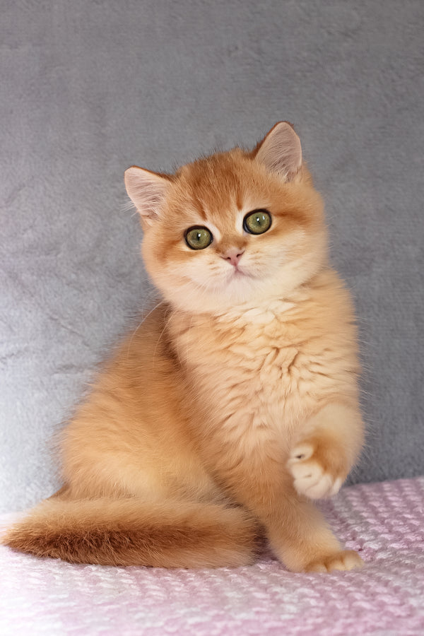 Byron | British Shorthair Kitten