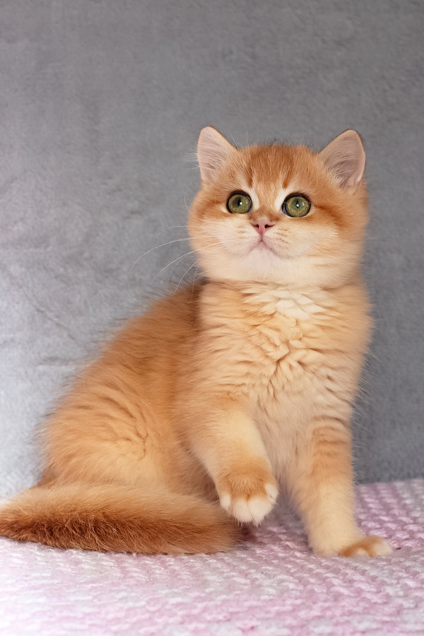 Byron | British Shorthair Kitten