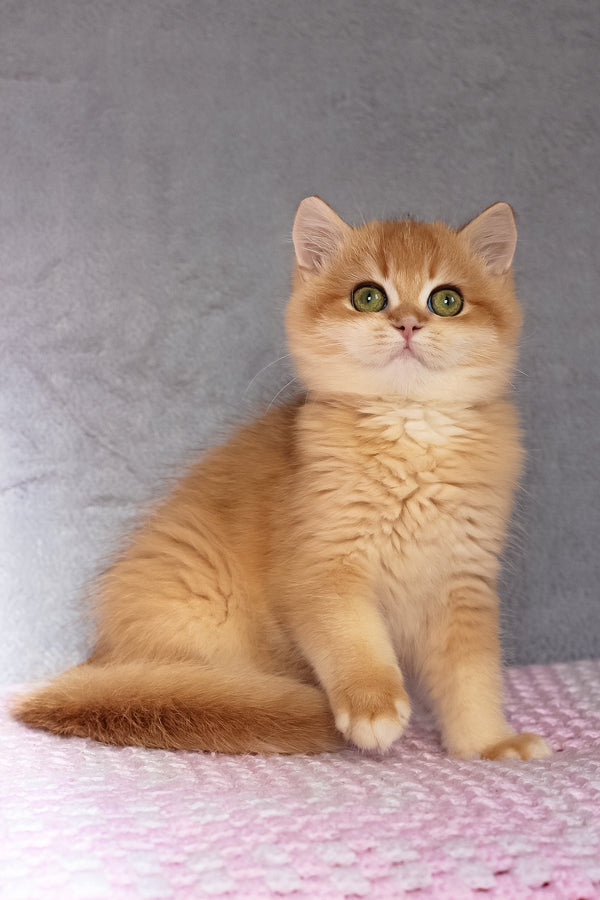 Byron | British Shorthair Kitten
