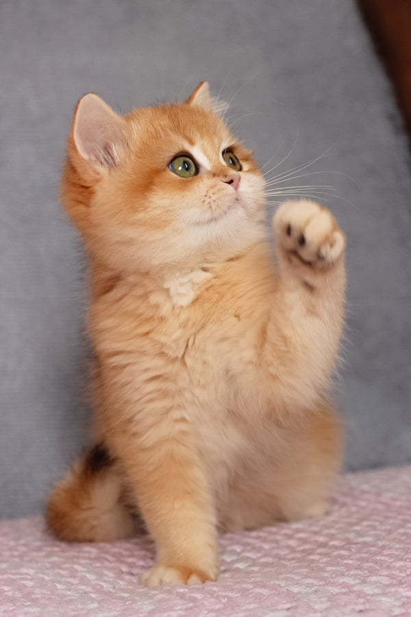 Byron | British Shorthair Kitten