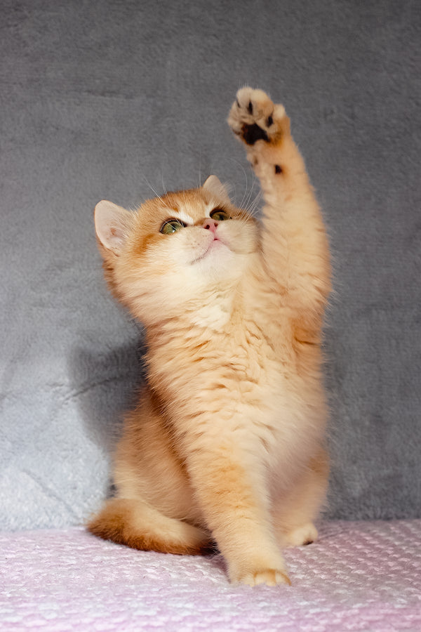 Byron | British Shorthair Kitten