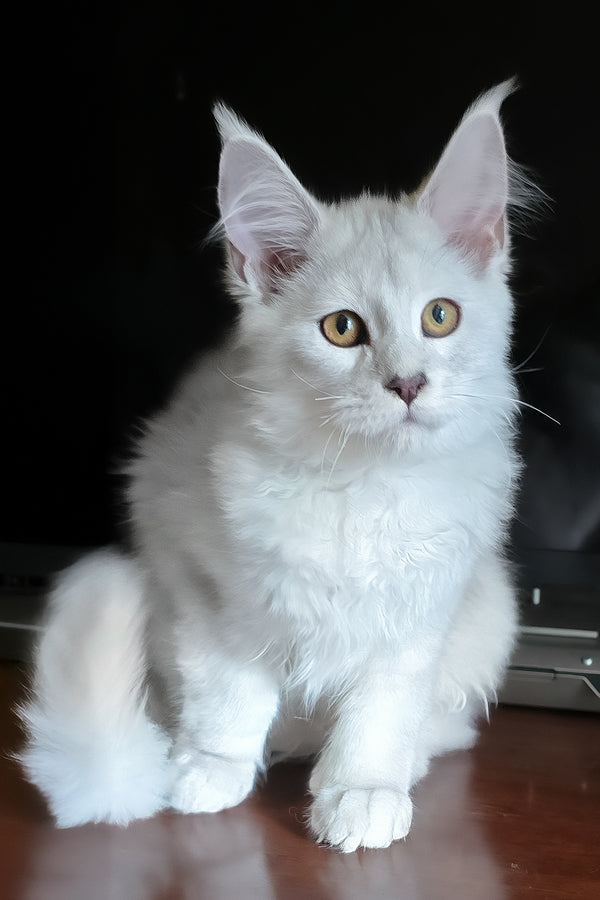 Circe | Maine Coon Kitten