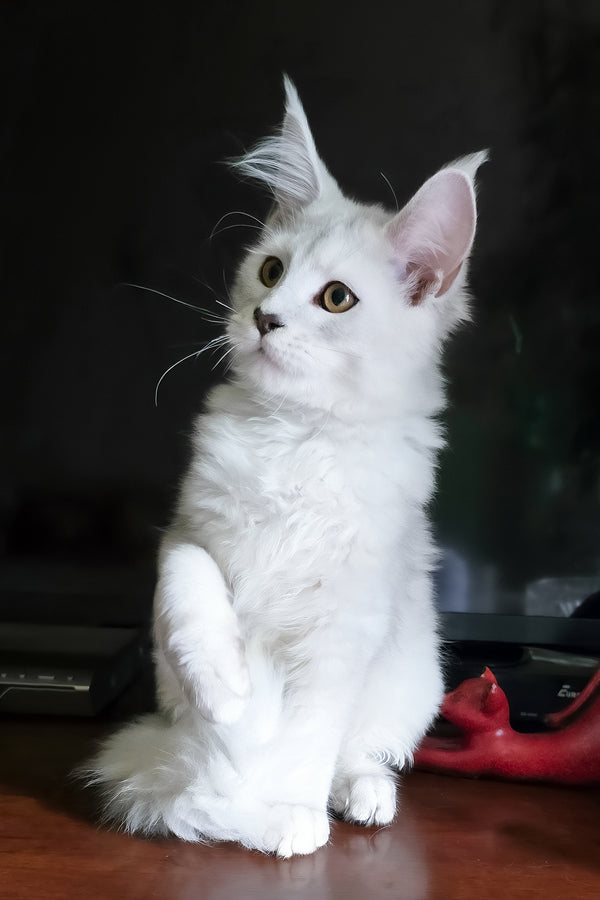 Circe | Maine Coon Kitten