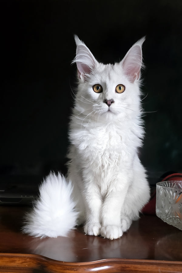 Circe | Maine Coon Kitten