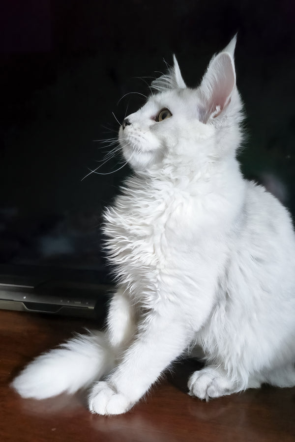 Circe | Maine Coon Kitten