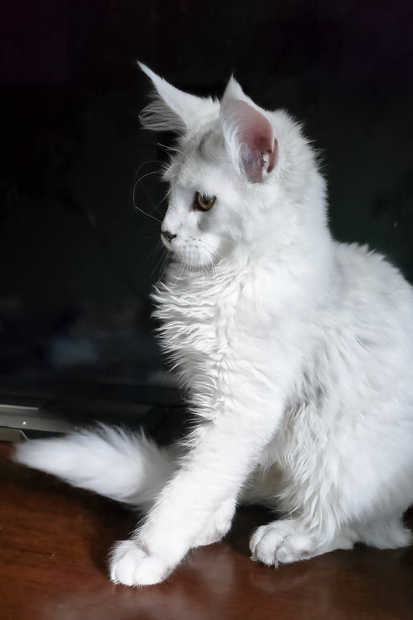 Circe | Maine Coon Kitten