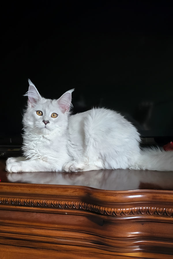 Circe | Maine Coon Kitten