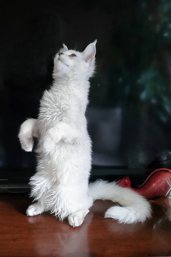 Circe | Maine Coon Kitten