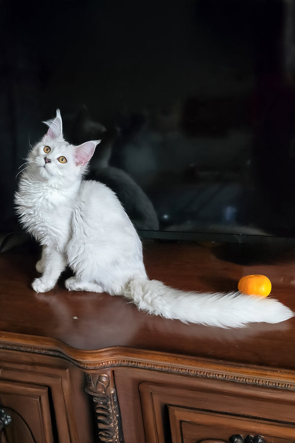 Circe | Maine Coon Kitten