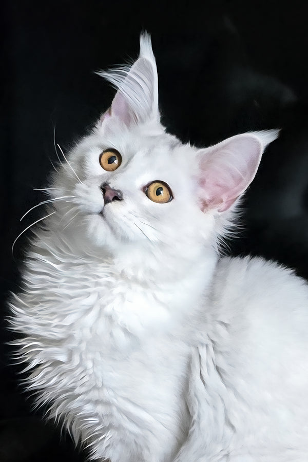 Circe | Maine Coon Kitten