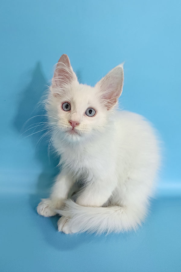 Conon | Maine Coon Kitten