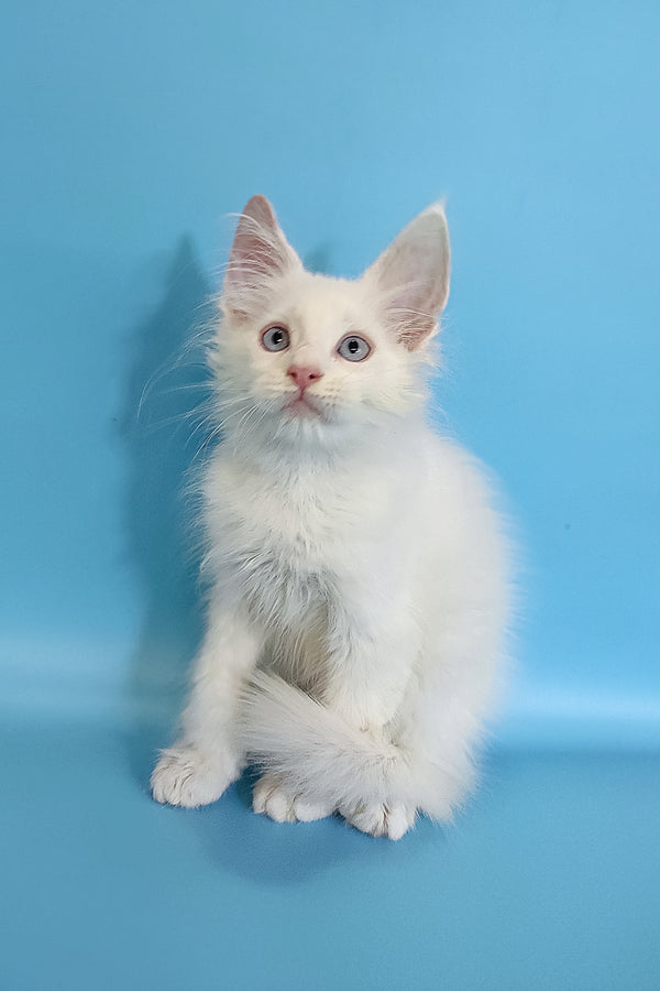Conon | Maine Coon Kitten