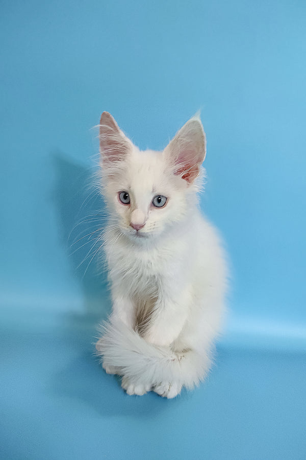Conon | Maine Coon Kitten