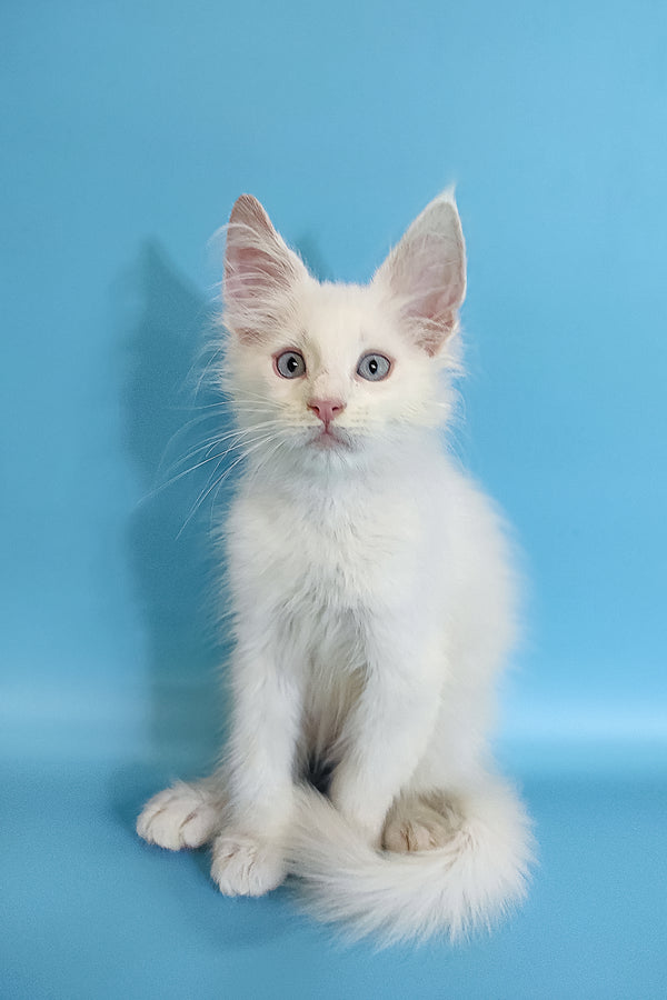 Conon | Maine Coon Kitten