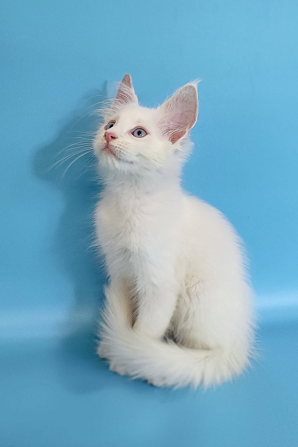 Conon | Maine Coon Kitten