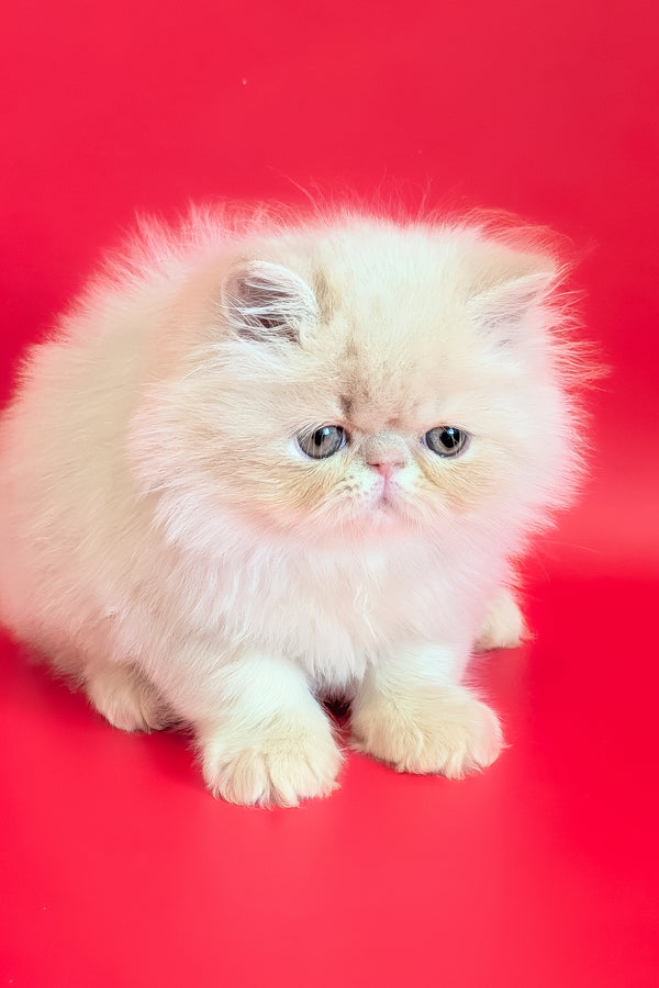 Cеvin | Persian Kitten