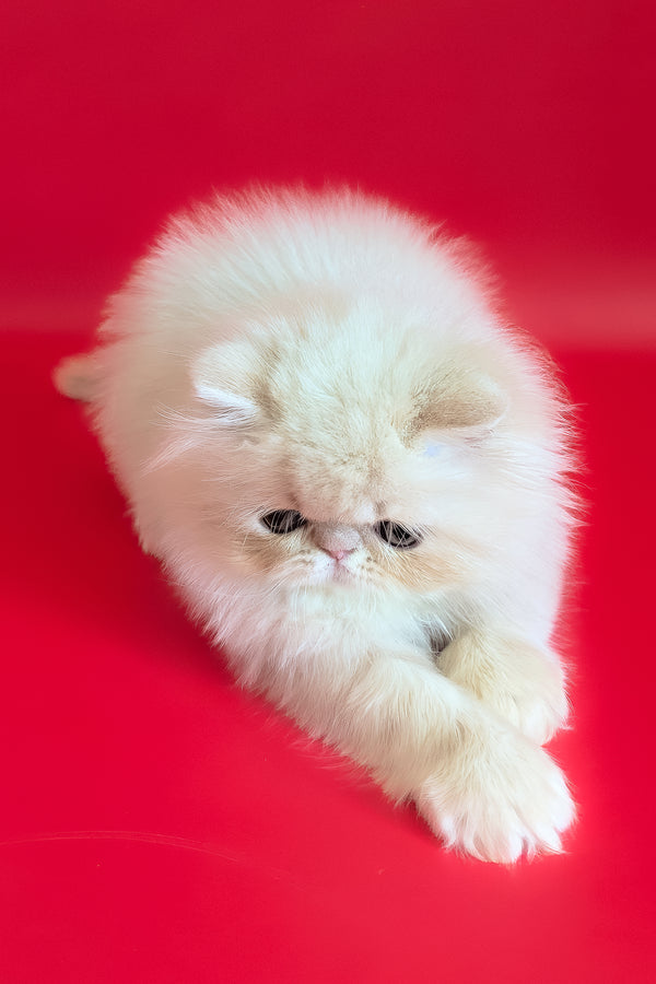 Cеvin | Persian Kitten