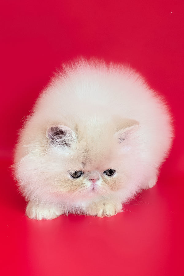 Cеvin | Persian Kitten