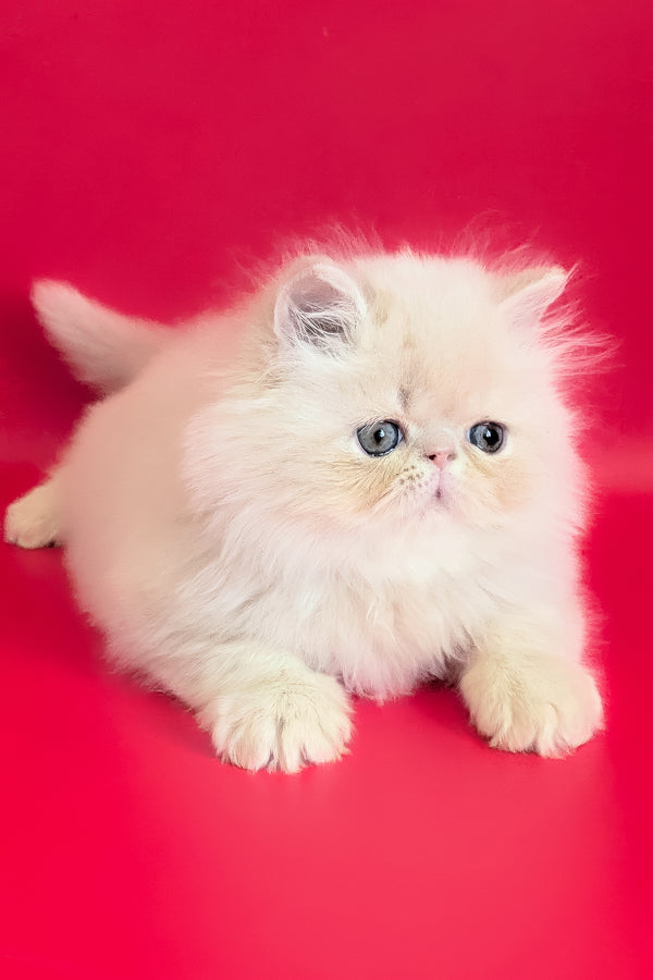 Cеvin | Persian Kitten