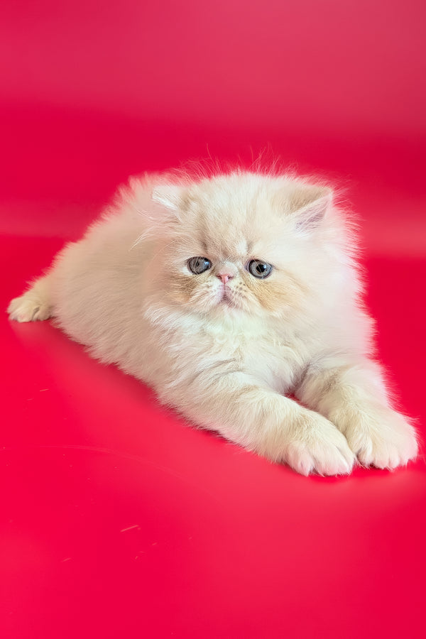 Cеvin | Persian Kitten