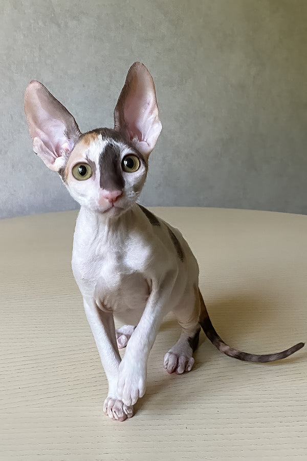 Cacharel | Cornish Rex Kitten