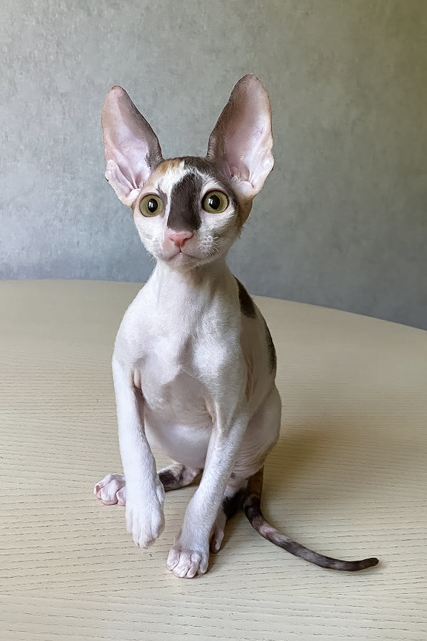 Cacharel | Cornish Rex Kitten