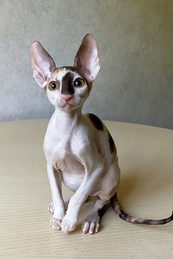 Cacharel | Cornish Rex Kitten