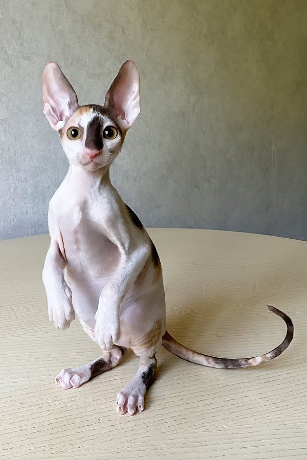 Cacharel | Cornish Rex Kitten