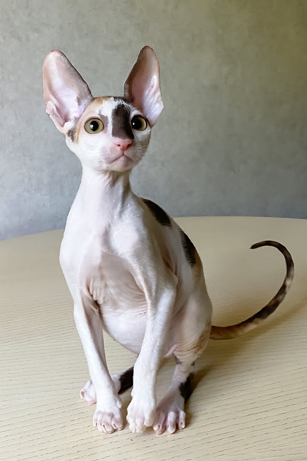 Cacharel | Cornish Rex Kitten
