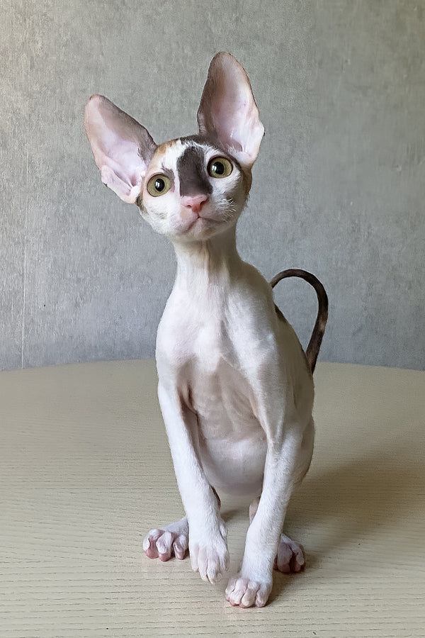 Cacharel | Cornish Rex Kitten